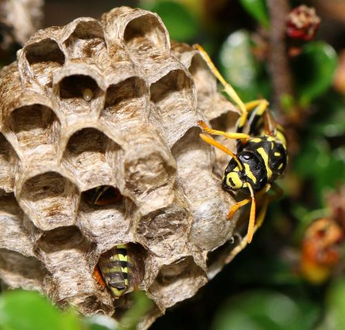 Polistes sp.